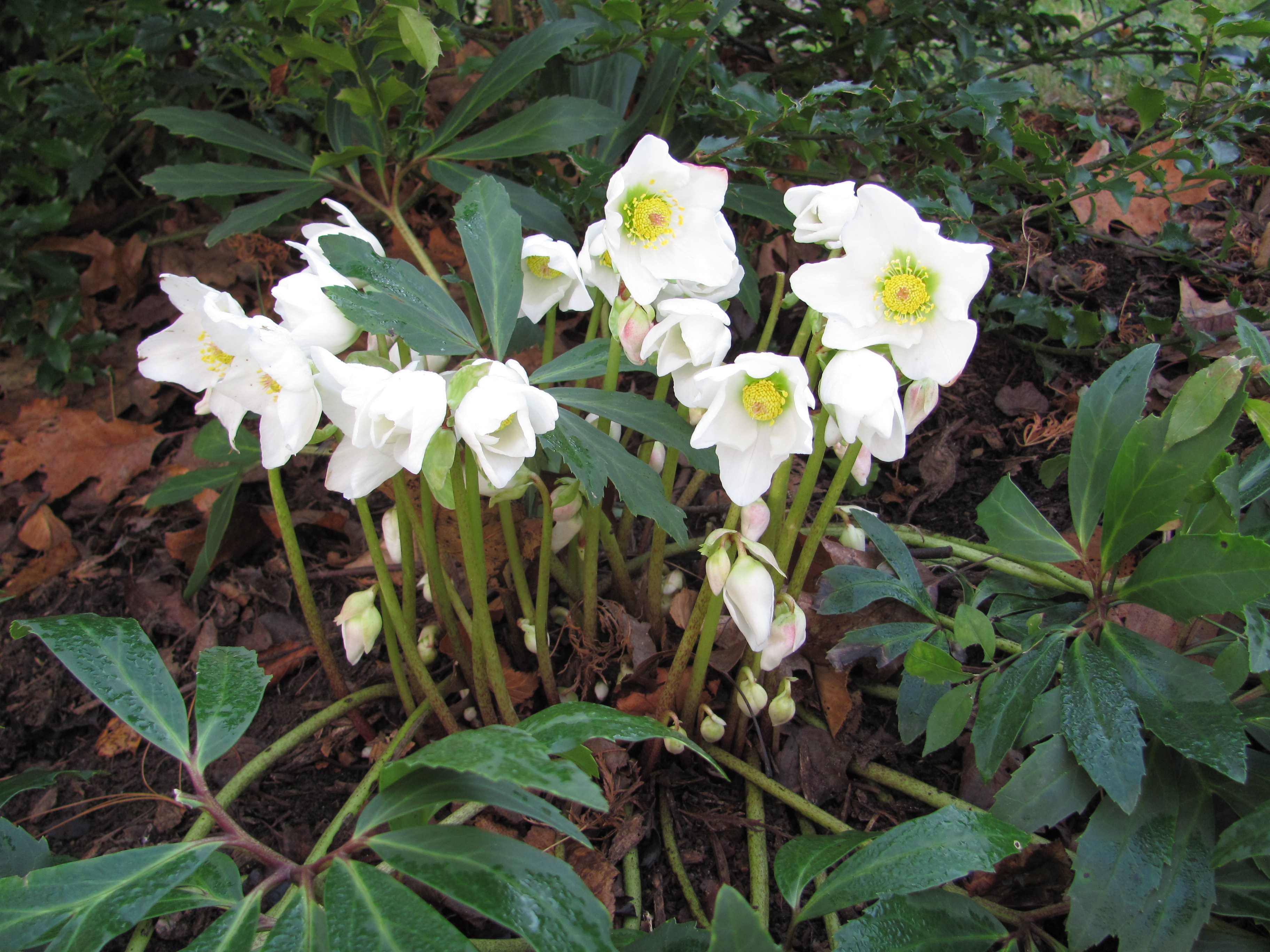 Helleborus niger